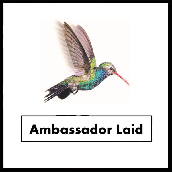 AMBASSADOR LAID